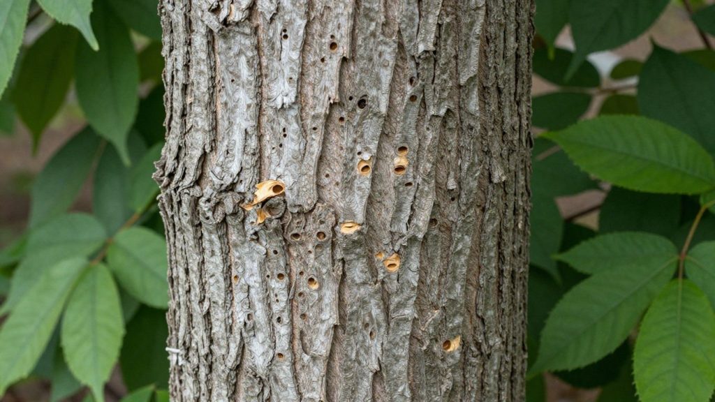 Ash tree trunk with emerald ash borer damage.