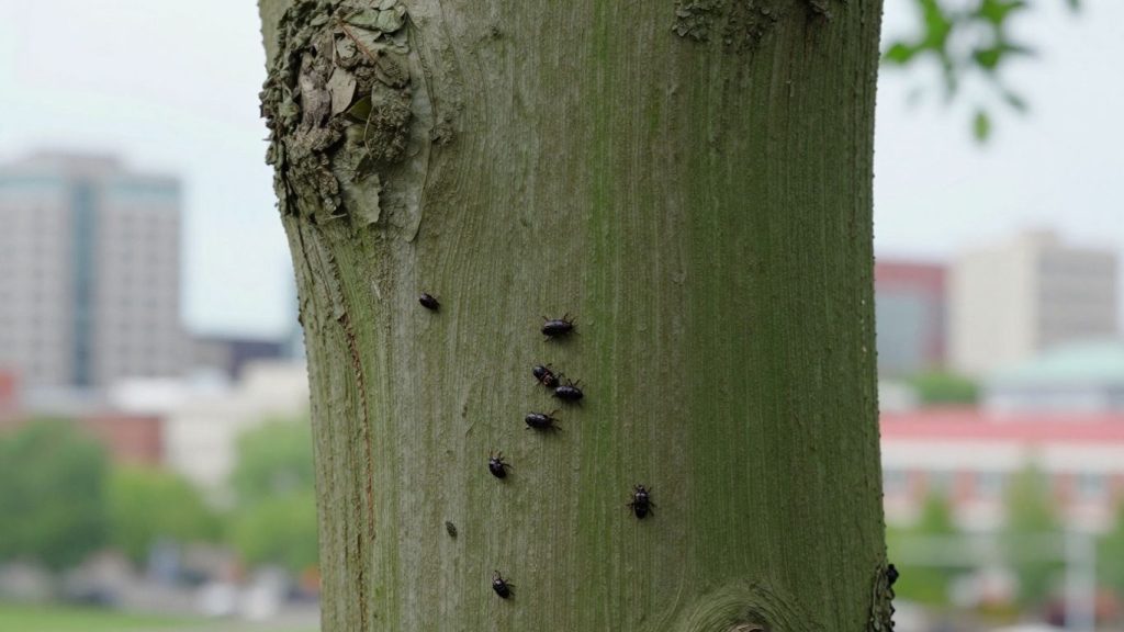 Emerald ash borer beetles on ash tree bark
