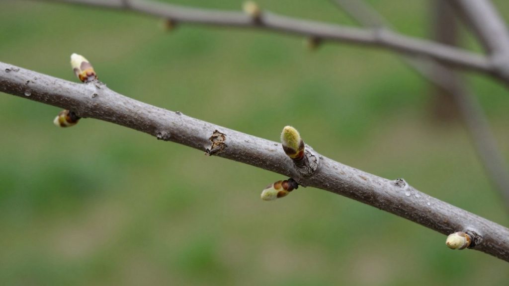Tree branch with some buds and some dry, brittle parts.