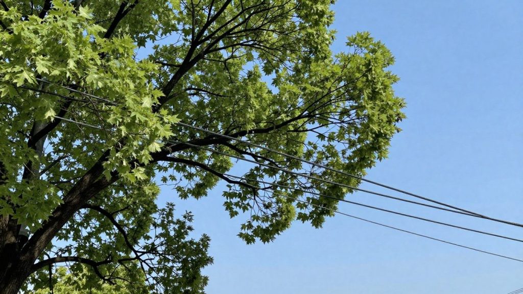 Tree branches near power lines in Fredericton.